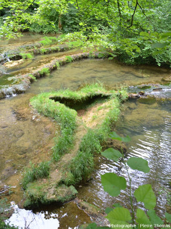 Barrages de travertin émergeant franchement pendant les périodes de basses eaux et se couverts d'herbes, cours amont du Dard, Reculée de Baume-les-Messieurs (Jura)
