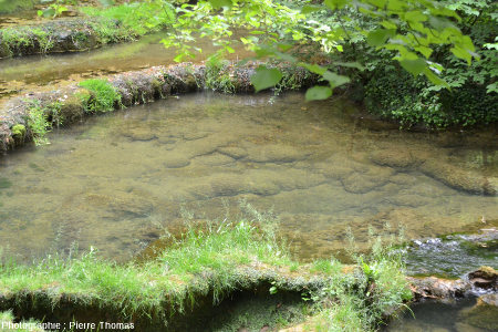 Concrétions stromatolithiques prospérant dans les eaux calmes du fond de certains gours, cours amont du Dard, reculée de Baume-les-Messieurs
