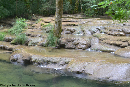 Zoom sur le pied de l'arbre central de la figure précédente, sur un barrage de travertin, aval de la Cascade du Dard (Jura)