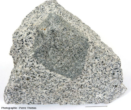 Diorite de Traversella, échantilon avec un faciès sombre (grains fins, riche en biotite et amphibole) en enclave dans un faciès clair (identique à l'échantillon précedent)