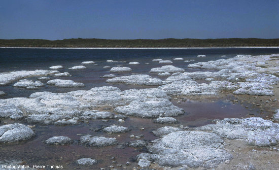 Un secteur de la côte Sud du lac Thetis (Australie Occidentale) photographié en février pendant les basses eaux d'été, côte particulièrement riche en concrétions stromatolithiques
