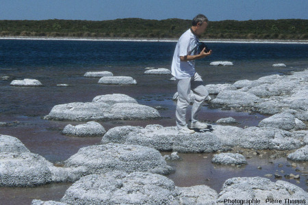 Vue donnant l'échelle des concrétions stromatolithiques du lac Thetis (Australie)