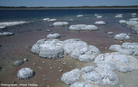 Stromatolithes sur les côtes Sud du lac Thétis, Australie Occidentale
