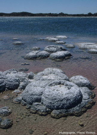 Vue d'ensemble de concrétions stromatolithiques, lac Thetis (Australie)
