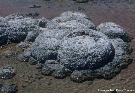 Vue de détail de ces concrétions stromatolithiques, lac Thetis (Australie)