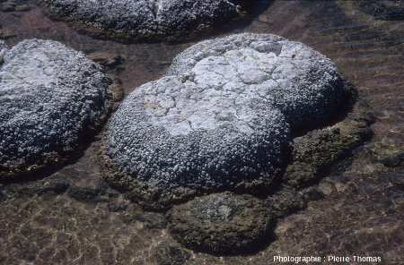 Vue d'ensemble d'autres concrétions stromatolithiques, lac Thetis (Australie)