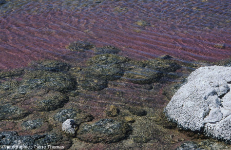 Vue d'ensemble sur des coupoles stromatolithiques encore immergées, lac Thetis (Australie)