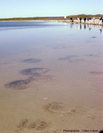 Vue d'ensemble de coupoles stromatolithiques immergées pendant le mois de juillet 2004, période de hautes eaux du lac Thetis (Australie)