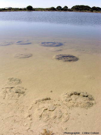 Vue d'ensemble de coupoles stromatolithiques immergées pendant le mois de juillet 2004, période de hautes eaux du lac Thetis (Australie)