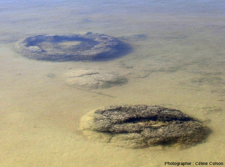 Vue de détail de coupoles stromatolithiques immergées pendant le mois de juillet 2004, période de hautes eaux du lac Thetis (Australie)