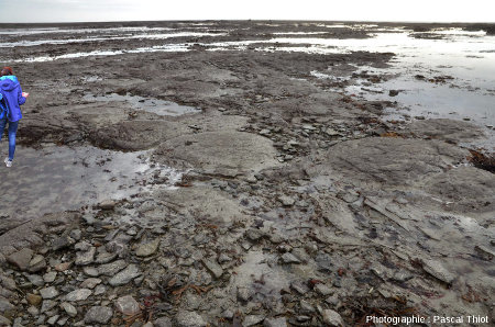 Coupoles stromatolithiques cambriennes visibles à marée basse sur l'estran de Barneville-Carteret et Saint-Jean-de-la-Rivière (Manche)