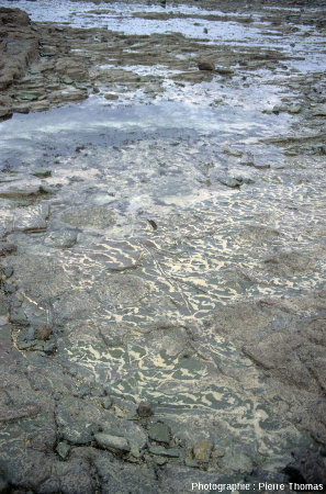 Vue générale sur une couche silto-gréseuse érodée d'où dépasse des groupes de petits stromatolithes, estran de Barneville-Carteret et Saint-Jean-de-la-Rivière