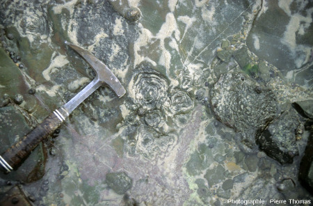 Un autre groupe de petits stromatolithes