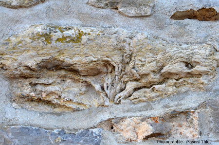Coupe de stromatolithe dans les murs d'une maison de Barneville-Carteret