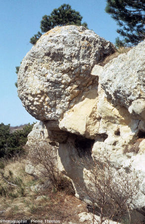 Superbe boule stromatolitique à surface mamelonnées, falaises de Jussat