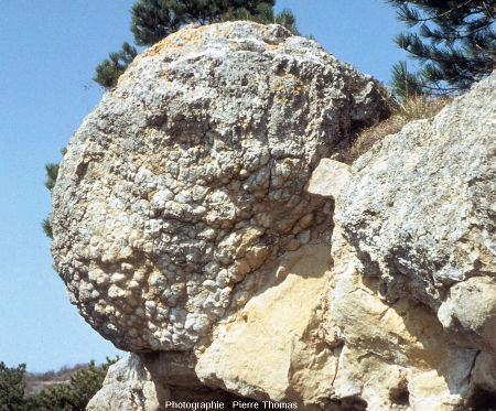 Zoom sur une superbe boule stromatolitique aujourd’hui éboulée, falaises de Jussat