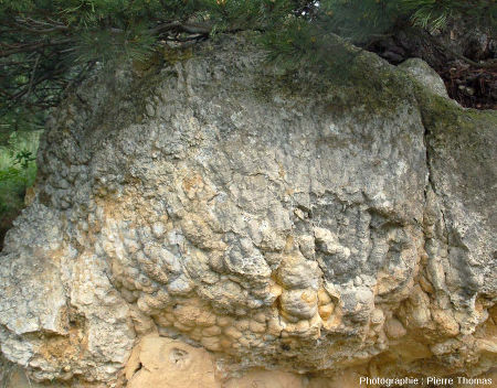L'une des centaines de boules stromatolithiques de Jussat et sa surface mamelonnées