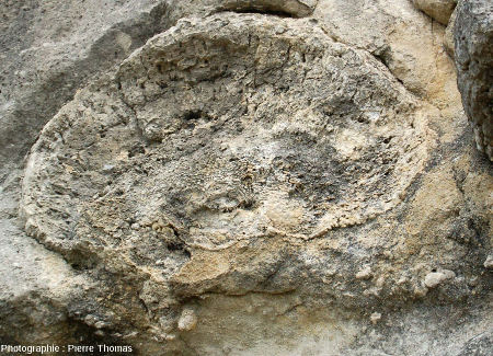 Coupe d'une boule stromatolithique (située 1 mètre sous le niveau principal visible en haut) permettant de voir la base d'une telle concrétion