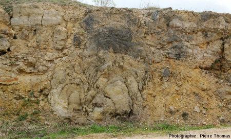 Autre complexe stromatolithique de la tranchée de la carrière du Mont libre (Gannat, Allier)