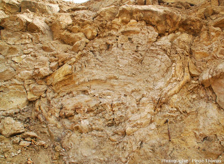 Zoom un cône stromatolithique de l'un des fronts de taille de la carrière du Mont Libre de Gannat (Alier)