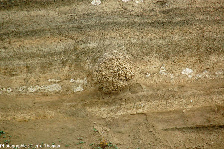 Zoom sur une boule stromatolithique au sein des argiles et marnes