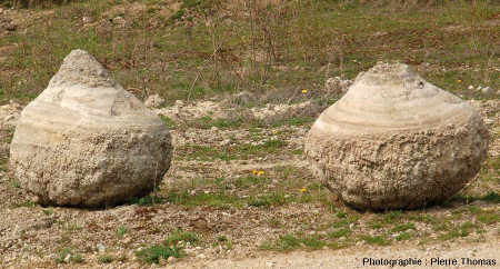 Exemple de stromatolithes dégagés et déposés sur le bord d'une piste d'exploitation de la carrière de Gondailly afin de matérialiser les bords de la piste