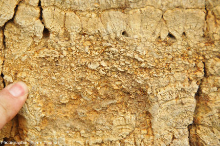 Détail du niveau clastique interstratifié entre des calcaires bioconstruits, que l'on peut interpréter comme une tempestite