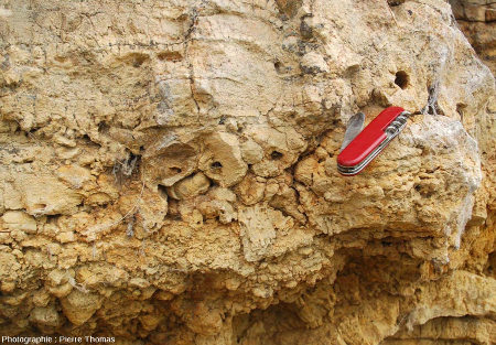 Détail de la couche de tempestite de roseaux stromatolithisés couchés