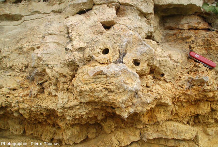 Détail de la couche de tempestite de roseaux stromatolithisés couchés
