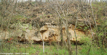 Secteur de la falaise de Chadrat avec un tronc stromatolithisé