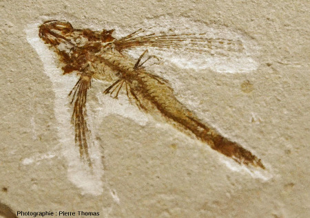 Fossile de poisson volant (Exocoetoides sp.) de petite taille (l = 5,5 cm), Cénomanien (Crétacé supérieur), Haqil, Liban