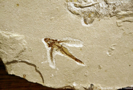 Poisson volant fossile (Exocoetoides sp.) de petite taille (l = 5,5 cm), Cénomanien (Crétacé supérieur), Haqil, Liban