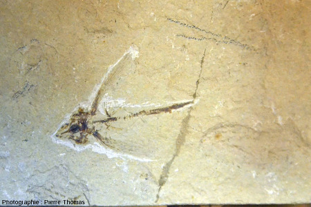 Autre fossile de poisson volant (Exocoetoides sp.) de taille légèrement plus petite (l = 5 cm) Cénomanien (Crétacé supérieur), Haqil, Liban