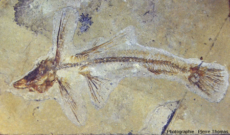 Fossile de poisson volant (Exocoetoides sp.), Cénomanien (Crétacé supérieur), Haqil, Liban