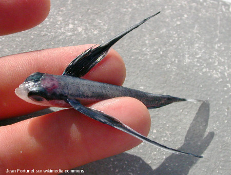 Poisson volant actuel, le poisson volant commun (Exocoetus volitans) de l'Océan Atlantique