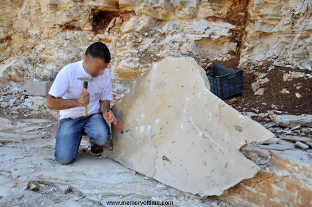 Fin de dégagement d'une plaque calcaire montrant des dizaines de fossiles de petits poissons, Haqil (Liban)