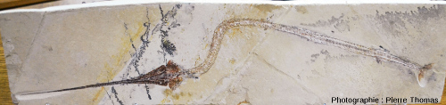 Beau fossile de poisson, Rhynchodercetis sp., Hgula (Liban)