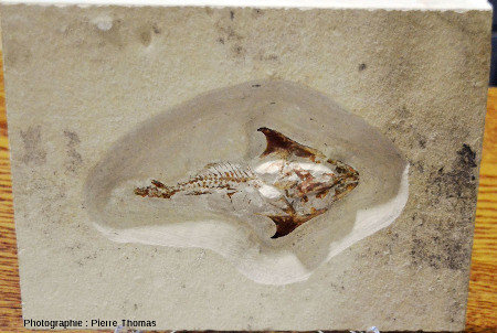 Beau fossile de poisson, Cocodus sp., Hgula (Liban)