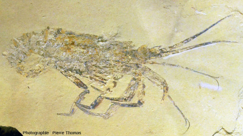 Langouste fossile (Palinurus sp.), Cénomanien (Crétacé supérieur, 100 Ma), Haqil (Liban)