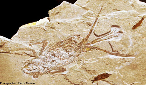 Langouste (Palinurus sp.) fossile du Cénomanien du Liban (gisement de Haqil)