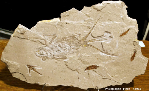 Plaque à langouste (Palinurus sp.) fossile du Cénomanien du Liban (gisement de Haqil)