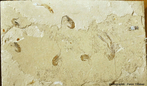 Vue d'ensemble de cette dalle à crevettes et homard de Hgula (Liban)