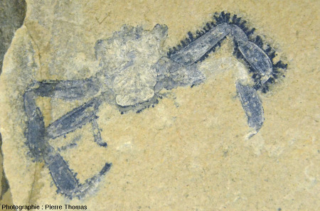 Crabe fossile (Brachyuran sp.) du Cénomanien du Liban (gisement de Hgula)