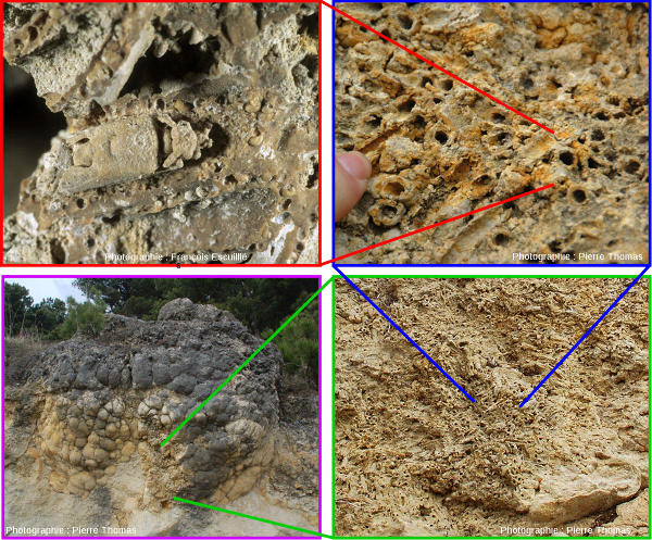 Poupées gigognes de fossiles : une larve de phrygane (insecte de la famille des trichoptères) a constitué son fourreau (également appelé indusie) avec des coquilles d'hydrobies (gastéropode)