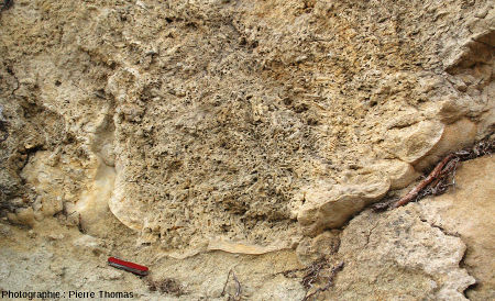 Énorme concentration de fourreaux de phrygane au cœur de la boule stromatolithique de la figure précédente (Jussat, Puy de Dôme)