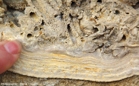 Fourreaux de phrygane au cœur d'une boule stromatolithique (Jussat, Puy de Dôme)