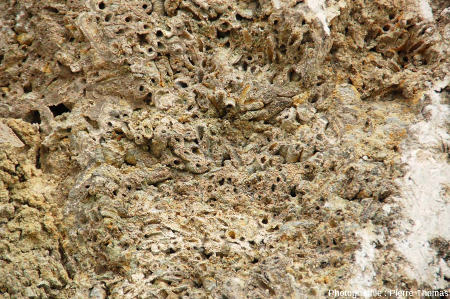 L'intérieur d'une boule stromatolithique à phryganes, Gondailly (Allier)