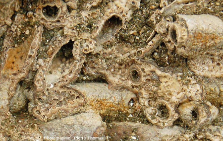 Zoom sur les fourreaux de larves de phryganes à l'intérieur d'une boule stromatolithique, Gondailly (Allier)