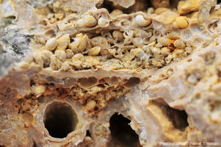 Sections de fourreaux de larves de phryganes à l'intérieur d'une boule stromatolithique, Gondailly (Allier)