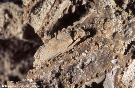 Nymphe de phrygane fossilisée, stromatolithisée dans son fourreau (Gannat, Allier)